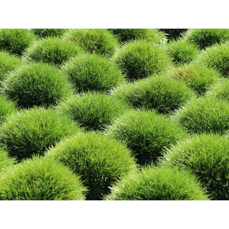 Festuca Gautierii Bärenfellgras