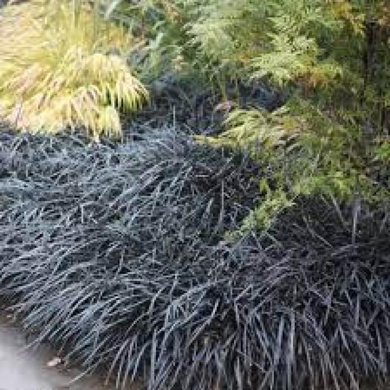 Ophiopogon Planiscapus Niger