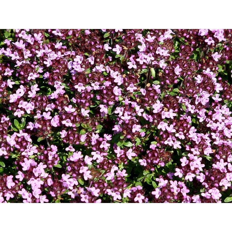 Thymus X Praecox Coccineus Teppich Thymian