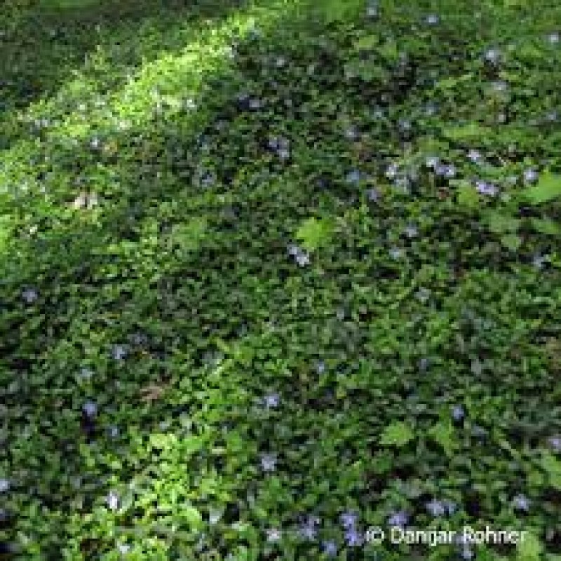 Vinca minor, Immergrünchen blaue Blüten