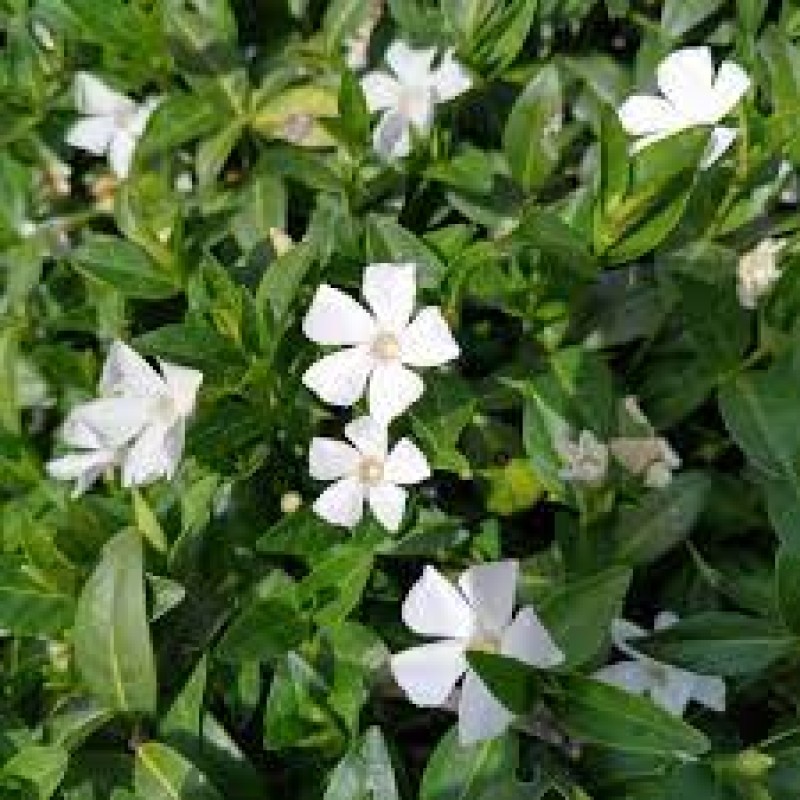 Vinca Minor Aalba Immergrünchen weisse Blüten