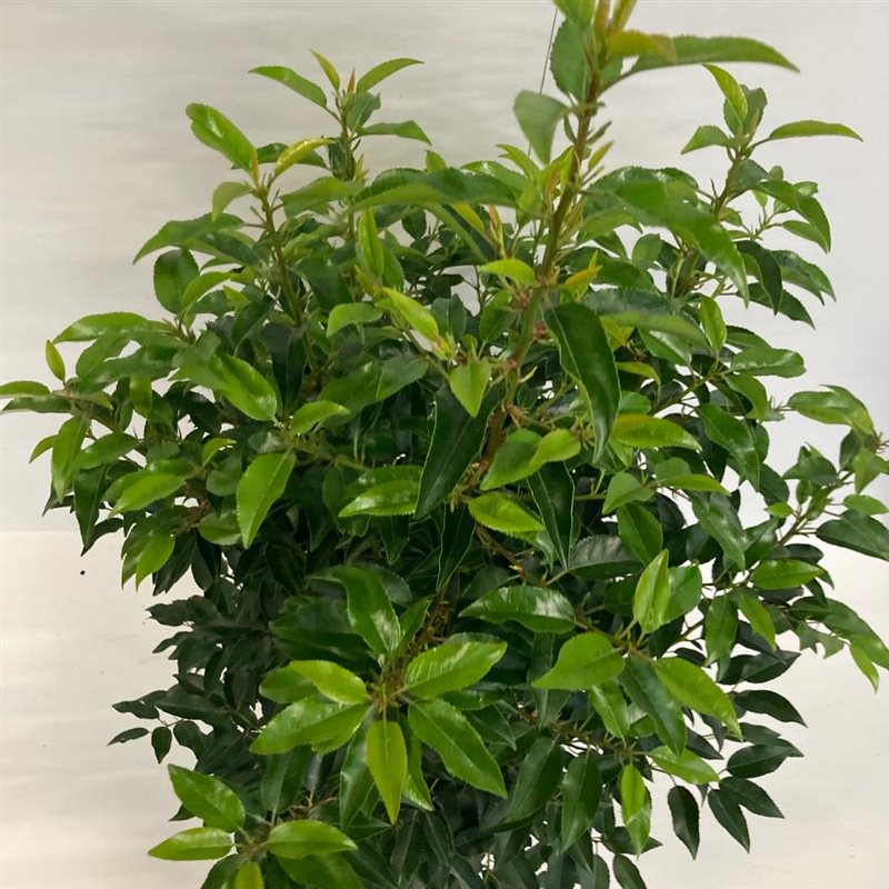 Prunus Lusitanica portuguisischer Lorbeer, 100-120cm Höhe, Heckenpflanzen