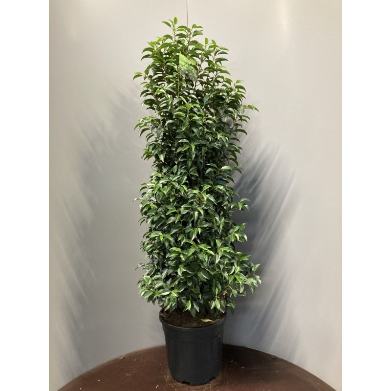 Prunus Lusitanica portuguisischer Lorbeer, 120-140cm Höhe, Heckenpflanzen