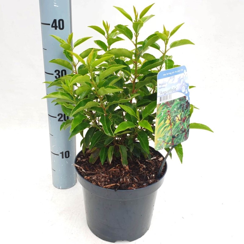 Prunus Lusitanica portuguisischer Lorbeer, 40-45cm Höhe, Heckenpflanzen