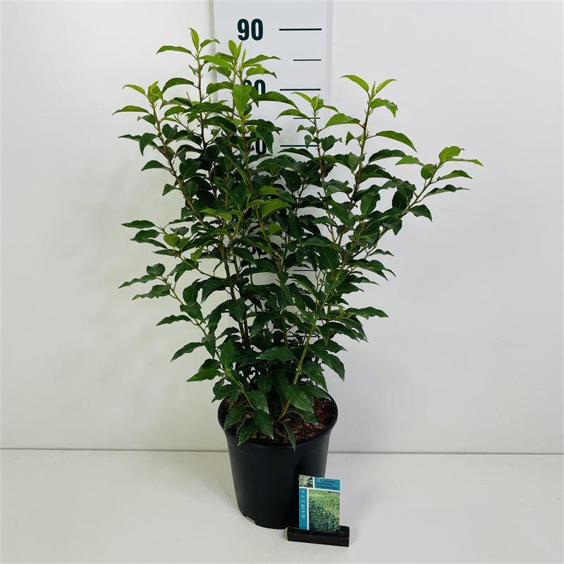 Prunus Lusitanica portuguisischer Lorbeer, 50-60cm Höhe, Heckenpflanzen