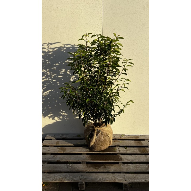 Prunus Lusitanica portuguisischer Lorbeer, 60-80cm Höhe, Heckenpflanzen