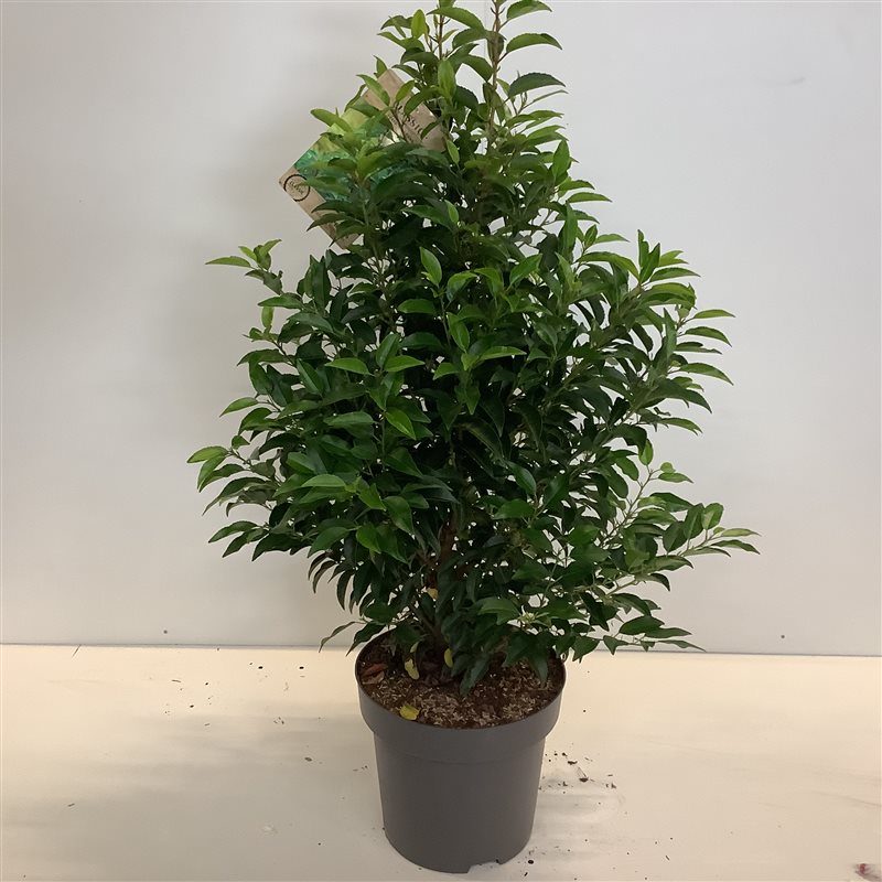 Prunus Lusitanica portuguisischer Lorbeer, 80-100cm Höhe, Heckenpflanzen