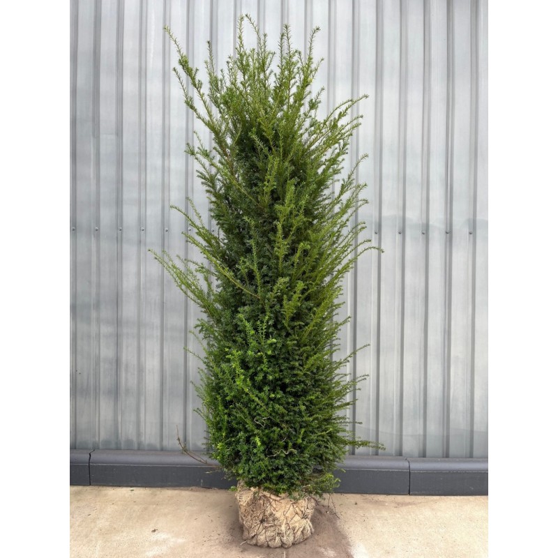 Taxus Baccata europäische Eibe, 180-200cm Höhe, Heckenpflanzen