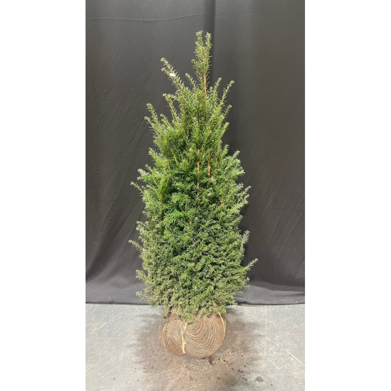 Taxus Baccata europäische Eibe, 120-140cm Höhe, Heckenpflanzen
