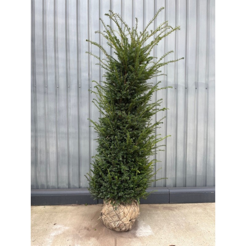 Taxus Baccata europäische Eibe, 140-160cm Höhe, Heckenpflanzen