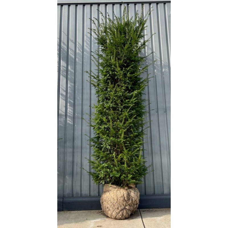 Taxus Baccata europäische Eibe, 200-220cm Höhe, Heckenpflanzen