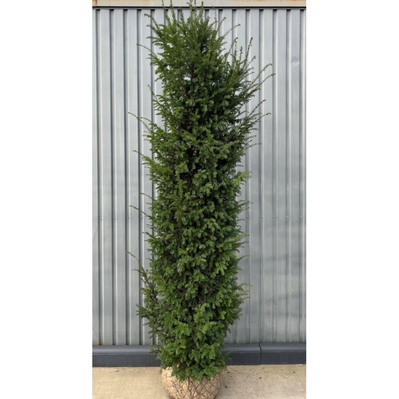 Taxus Baccata europäische Eibe, 250-270cm Höhe, Heckenpflanzen