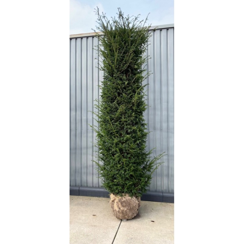Taxus Baccata europäische Eibe, 300-320cm Höhe, Heckenpflanzen
