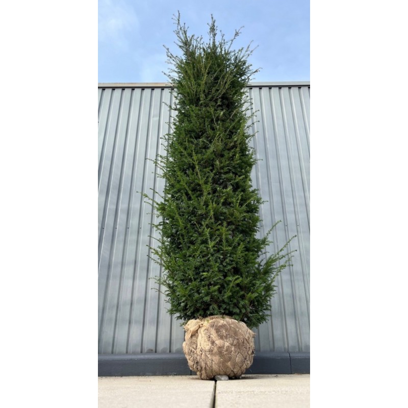 Taxus Baccata europäische Eibe, 320-350cm Höhe, Heckenpflanzen