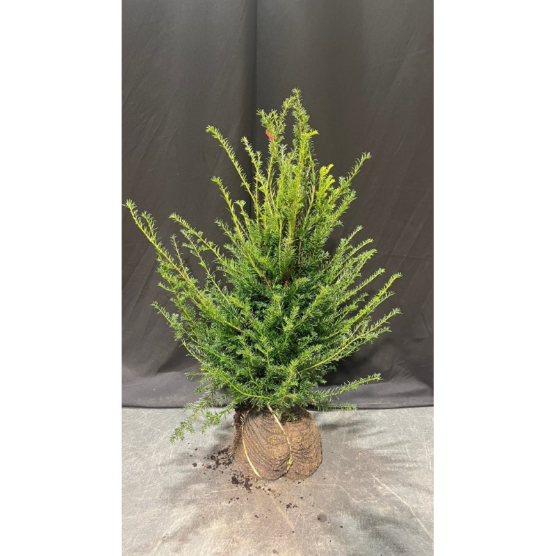 Taxus Baccata europäische Eibe, 60-80cm Höhe, Heckenpflanzen