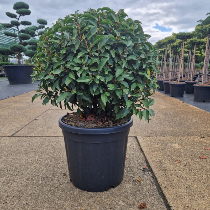 Prunus Lusitanica portuguisischer Kugellorbeer, Ø 35-40cm