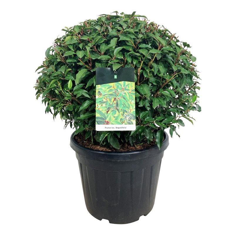 Prunus Lusitanica portuguisischer Kugellorbeer, Ø 60-70cm