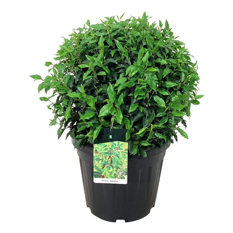 Prunus Lusitanica portuguisischer Kugellorbeer, Ø 50-60cm