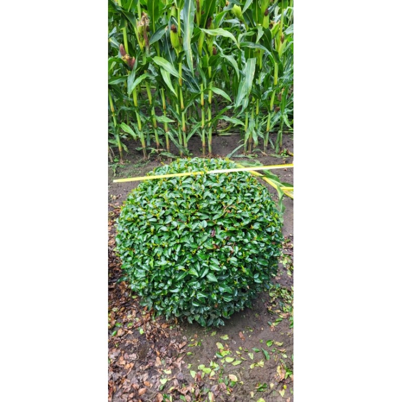 Prunus Lusitanica portuguisischer Kugellorbeer, Ø 90cm