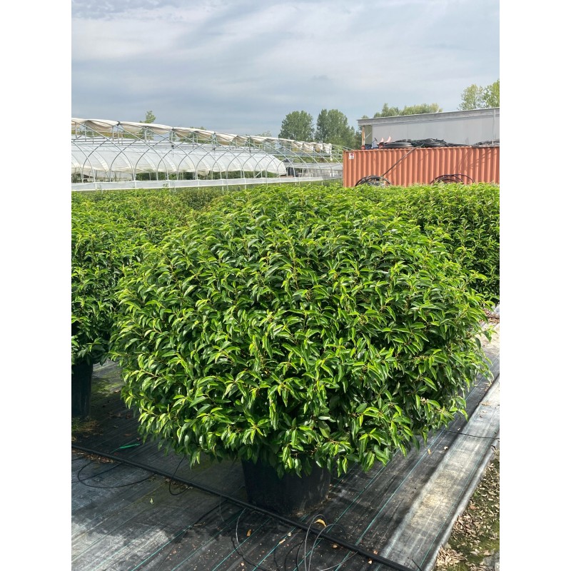 Prunus Lusitanica portuguisischer Kugellorbeer, Ø 120cm