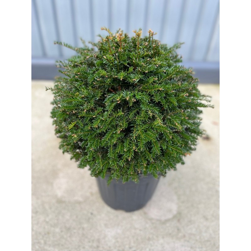 Taxus Baccata gemeine Kugeleibe, Ø 40-45cm