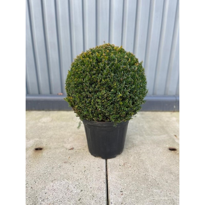 Taxus baccata, Gemeine Kugel-Eibe, Ø 50-55 cm