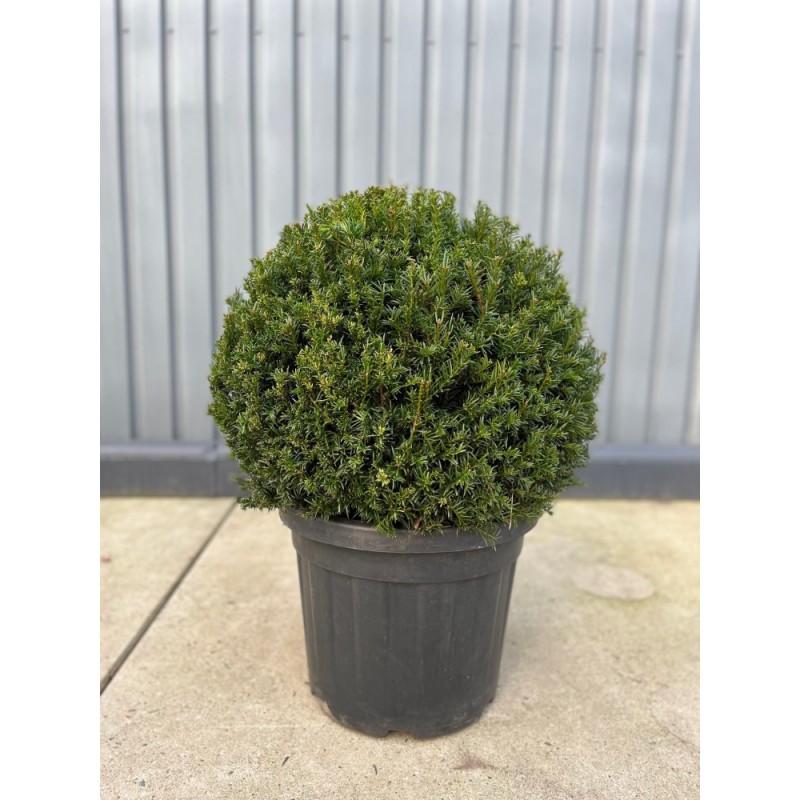 Taxus baccata, Gemeine Kugel-Eibe, Ø 55-60 cm