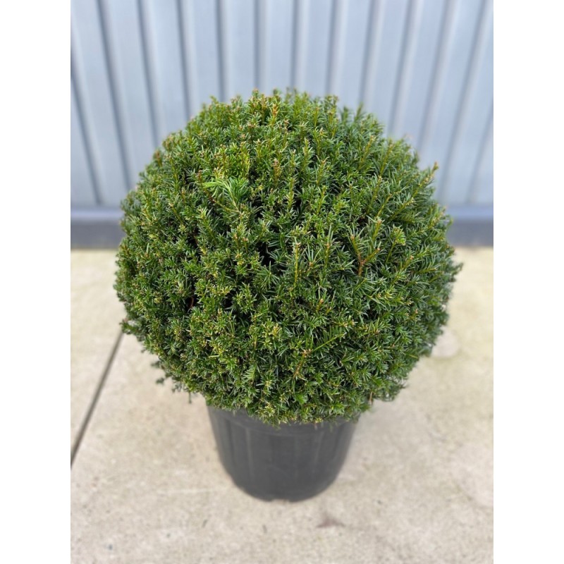 Taxus baccata, Gemeine Kugel-Eibe, Ø 60-65 cm