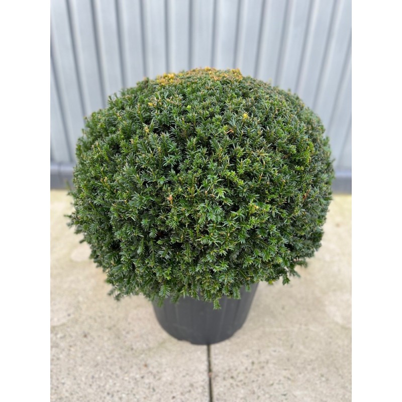 Taxus baccata, Gemeine Kugel-Eibe, Ø 70-75 cm