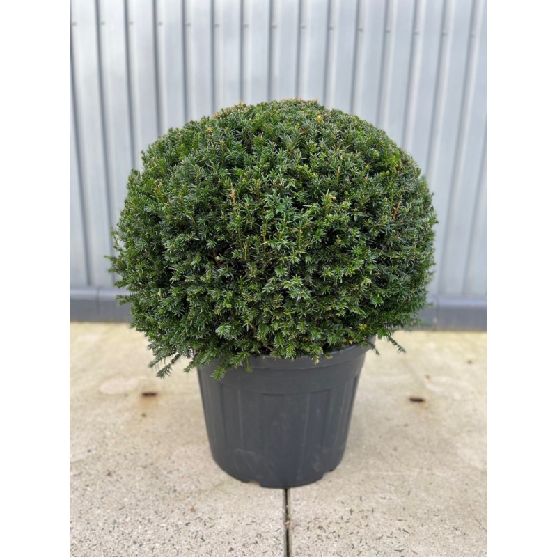 Taxus baccata, Gemeine Kugel-Eibe, Ø 75-80 cm