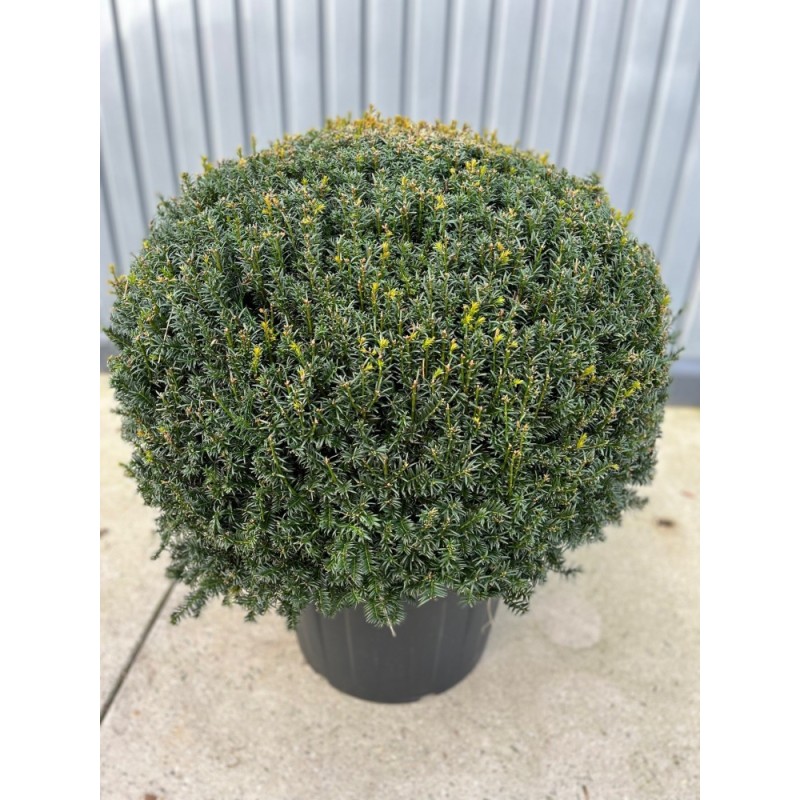 Taxus baccata, Gemeine Kugel-Eibe, Ø 85-90 cm