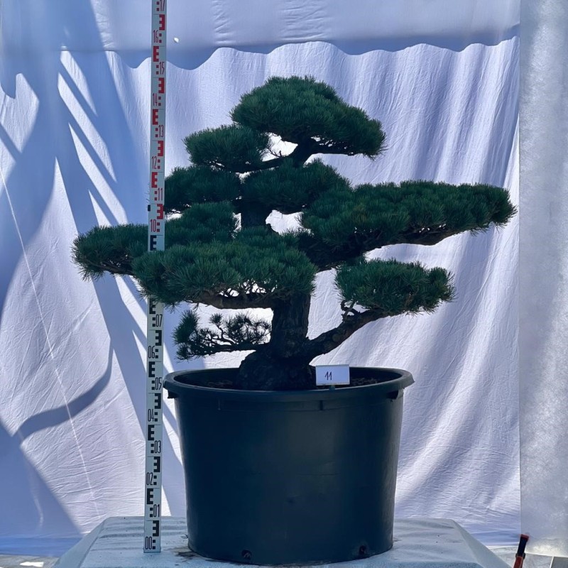 Pinus Pentaphylla Bonsai Mädchenkiefer