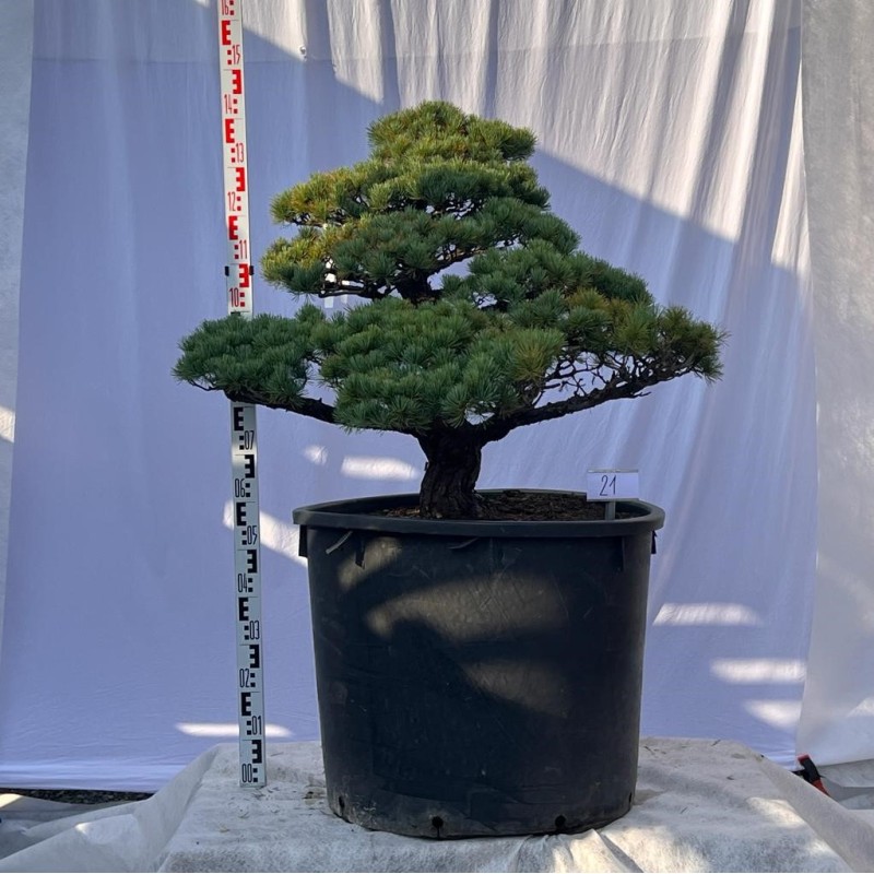 Pinus Pentaphylla Bonsai Mädchenkiefer
