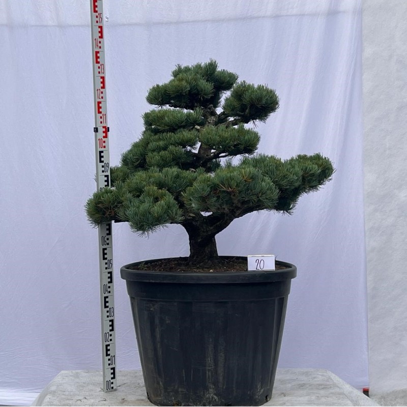 Pinus Pentaphylla Bonsai Mädchenkiefer