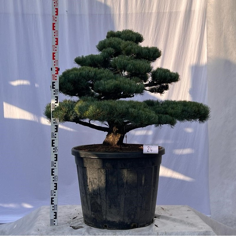 Pinus Pentaphylla Bonsai Mädchenkiefer