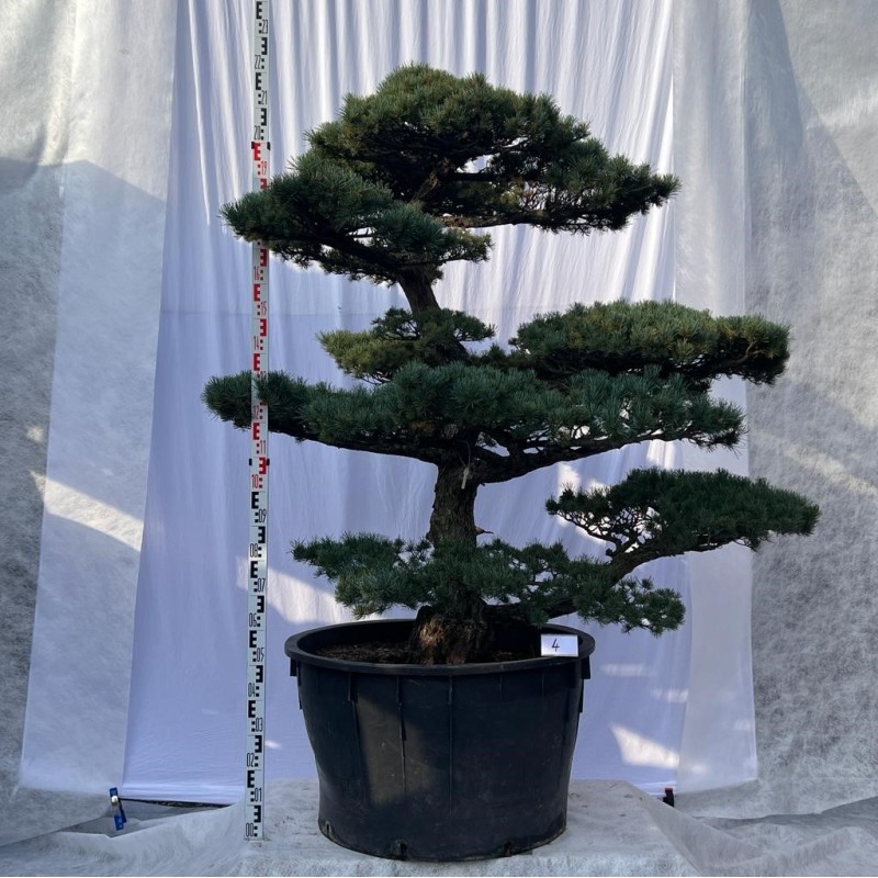 Pinus Pentaphylla Bonsai Mädchenkiefer