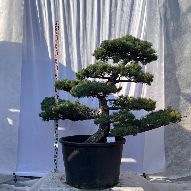 Pinus Pentaphylla Bonsai Mädchenkiefer