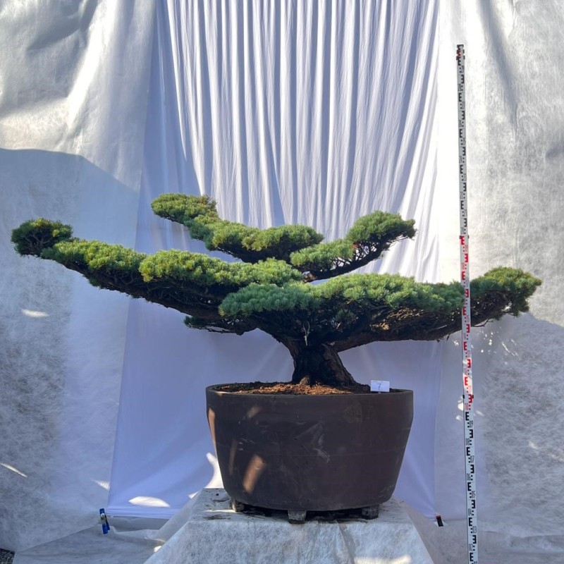 Pinus Pentaphylla Bonsai Mädchenkiefer