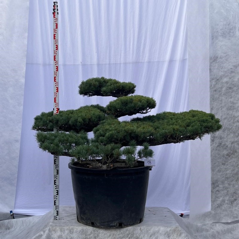 Pinus Pentaphylla Bonsai Mädchenkiefer