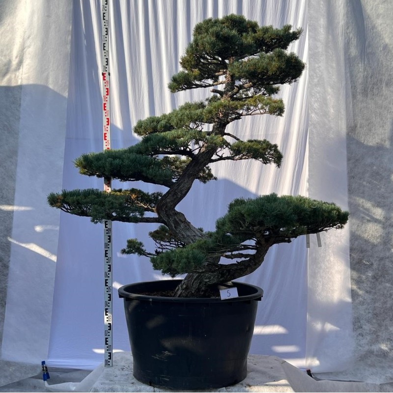 Pinus Pentaphylla Bonsai Mädchenkiefer