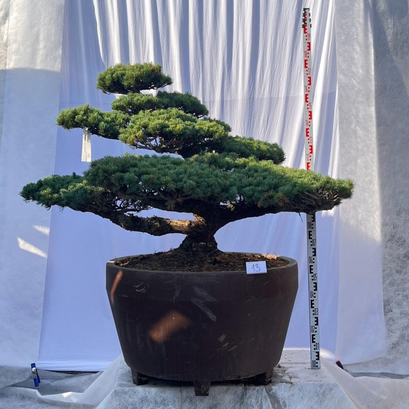 Pinus Pentaphylla Bonsai Mädchenkiefer