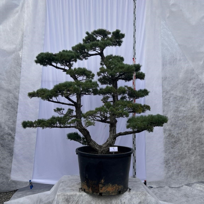 Pinus Pentaphylla Bonsai Mädchenkiefer