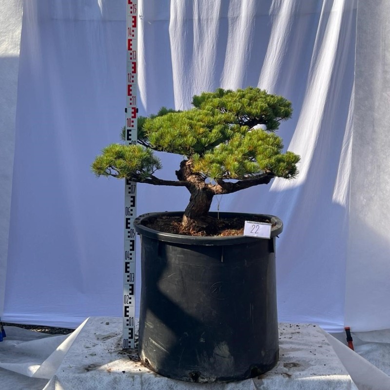 Pinus Pentaphylla Bonsai Mädchenkiefer